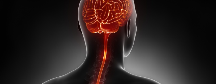 Brain and spinal cord